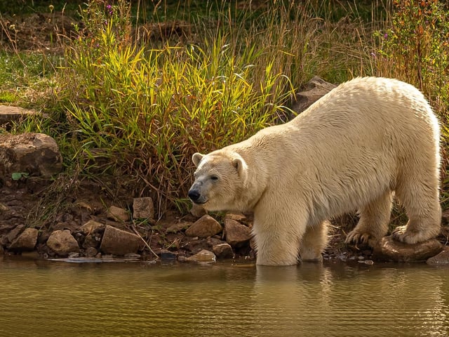 It was a coming of age for Yuma and Indie who made the move across the park to pastures new at Project Polar, the largest Polar Bear Centre outside Canada. Polar bears typically leave their mother’s protection as they grow and, at two-years-old, it was time for Yuma and Indie to leave their mum Flocke and start a new adventure in the all-male Polar 1 enclosure that features three interlocking reserves which include pools, 7.5 deep lake, caves, and rock covered terrain to mimic the Arctic Circle in the summer.