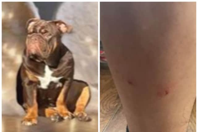 English bulldog Alpha has been destroyed after launching an attack which left a man with scratches and bites to his leg.