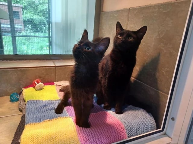 Last but not least, Reginald and Desmond are six months and 17 weeks old, respectively. They're the best of friends and are very close to each other. Reginald is definitely the more outgoing of the two, however.