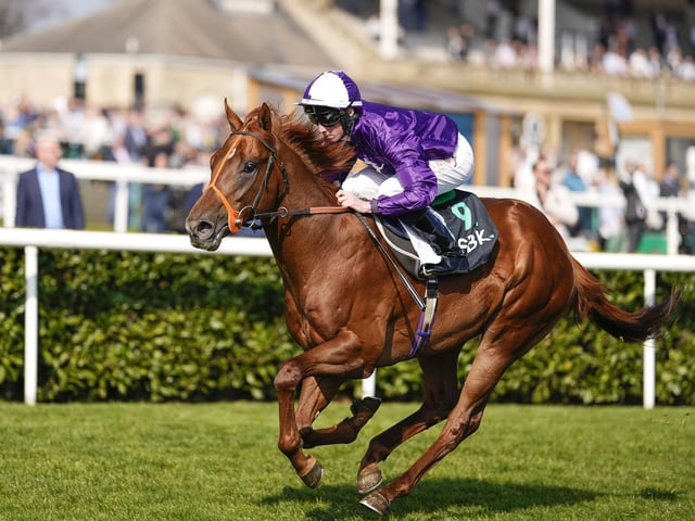 One of the fascinating aspects of Royal Ascot is the emergence of top-class two-year-olds. Aidan O'Brien, champion trainer at the meeting no fewer than ten times, holds a very strong hand this year, but one home-based juvenile who might shake them up is Persian Force. Pencilled in for the Coventry Stakes on Tuesday, he has been compared by trainer Richard Hannon to Canford Cliffs, the yard's brilliant multiple Group One winner of 2009 to 2011. (PHOTO BY: Alan Crowhurst/Getty Images).