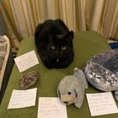 Even the cat gets a label in Kate and Ebby's Living Room Museum