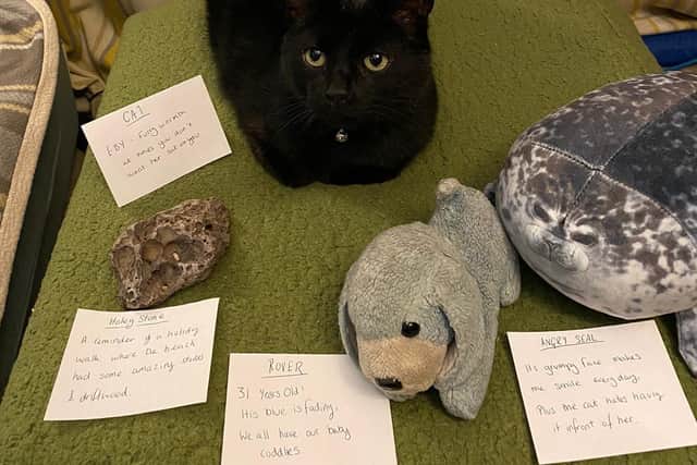 Even the cat gets a label in Kate and Ebby's Living Room Museum