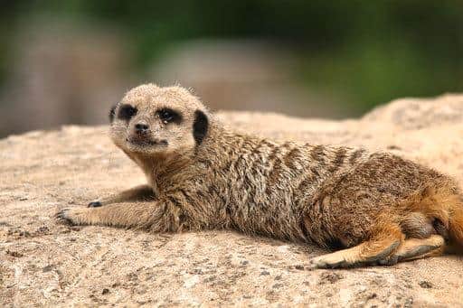 Meerkat sunbathing at Yorkshire Wildlife Park.