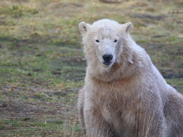 Brodie the polar bear arrived from Scotland’s Highland Wildlife Park