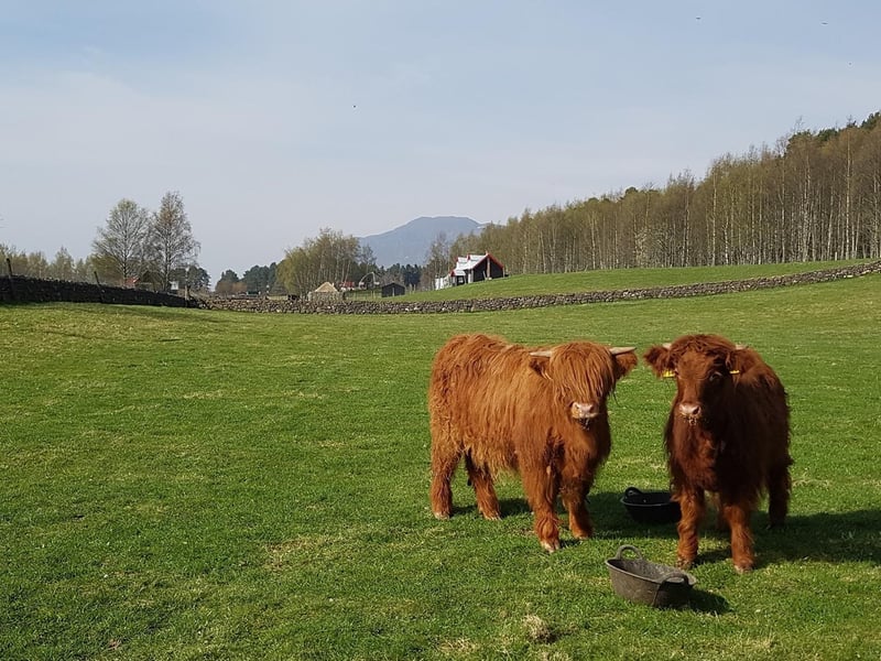 Highland Folk Museum, Highland. Lucky and Sprout have been the star attraction at the Highland Folk Museum at Newtonmore.