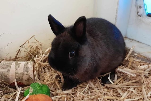 Gareth is such a lovely boy; he is very quiet and loves his veggies. He is looking for a female friend as he has come from a multi rabbit household and so is used to having a companion. Gareth is only a small rabbit so is looking for a friend of a similar size. He spends all his time inside so would make an ideal indoor bunny. He could be rehomed with children aged 5+ if they are supervised while interacting.