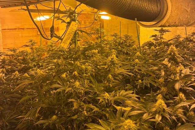 Man arrested as police find 150 cannabis plants at Doncaster house