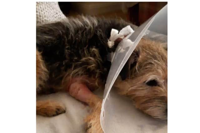 Ruby is recovering after being savaged by another dog in Doncaster.