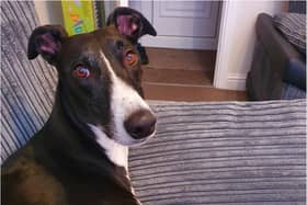 Three year old greyhound Fenton suffered a broken leg.