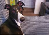 Three year old greyhound Fenton suffered a broken leg.