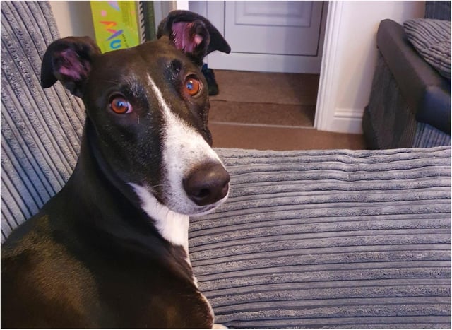 Three year old greyhound Fenton suffered a broken leg.