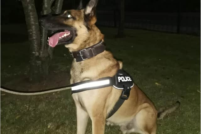 Police dog Kai helped nab a drunk driver.