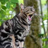Domestic cat by Gemma Sutherland.