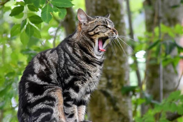 Domestic cat by Gemma Sutherland.