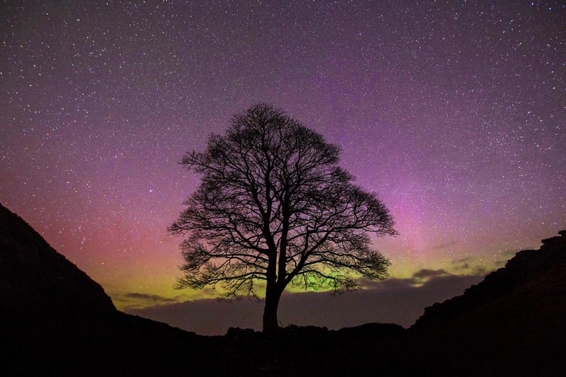 Surely Sycamore Gap must be one of the most iconic views in Northumberland. The lone tree is seen here with a display of the Northern Lights.