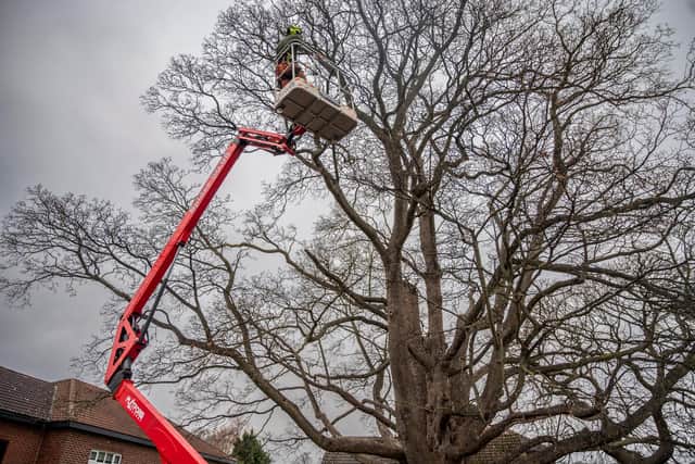 The tree has been preserved after work by local company All About Arboriculture