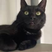 This little boy is Richie, one of the adorable cats on our list.