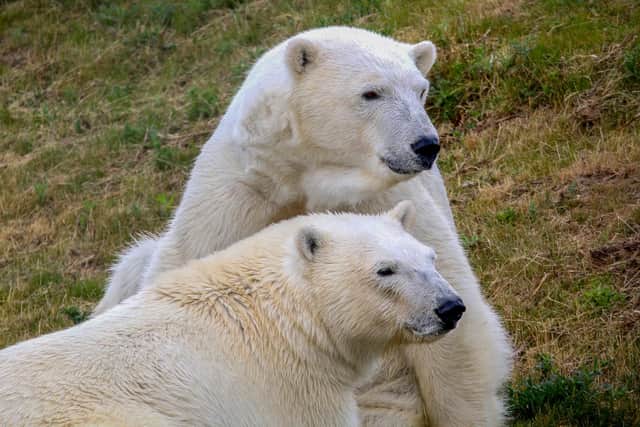 The eight polar bears are one of the park's biggest attractions.