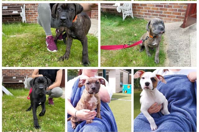 Could you give a loving home to one of these adorable pups?