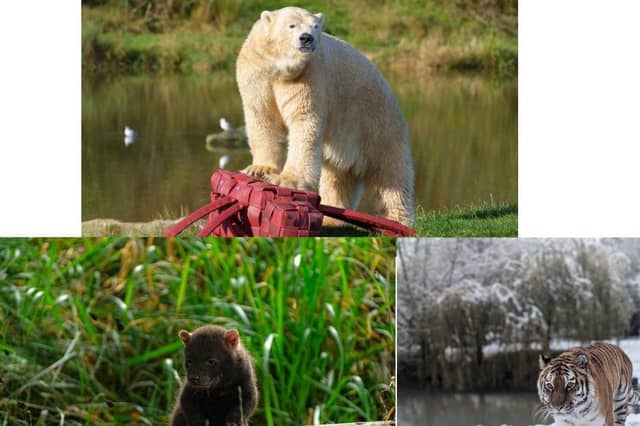 A year in pictures at Yorkshire Wildlife Park.