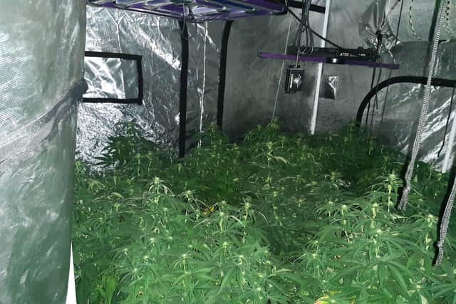 40 cannabis plants were found in Intake