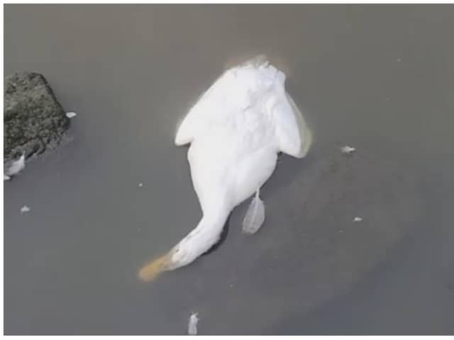 Dead geese have been found at Sandall Park.