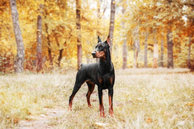 Dobermans are enthusiastic and loyal, and are known for their ability to learn and retain their training (Photo: Shutterstock)