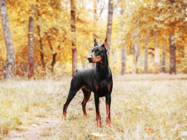 Dobermans are enthusiastic and loyal, and are known for their ability to learn and retain their training (Photo: Shutterstock)