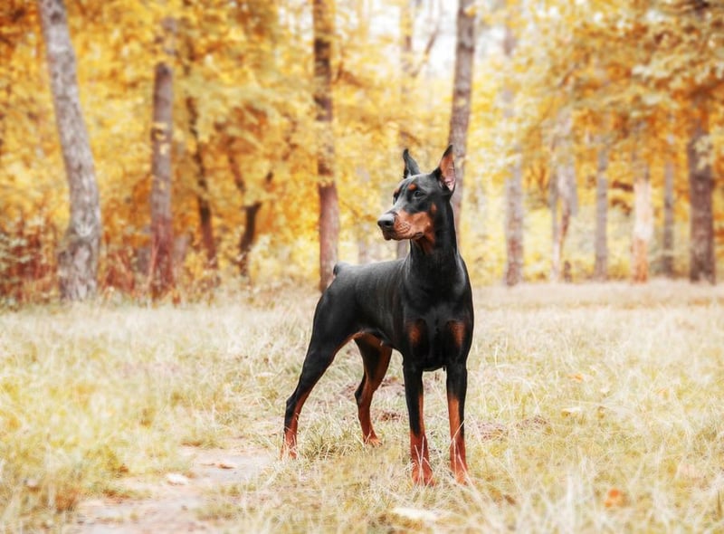 Dobermans are enthusiastic and loyal, and are known for their ability to learn and retain their training (Photo: Shutterstock)