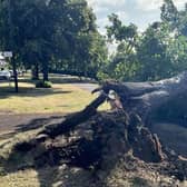 Trees have been brought down on Armthorpe Road near to Bruce Crescent and Doncaster Royal Infirmary.  (Photo: Peter Lowe).