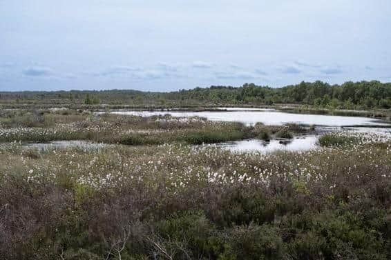 Hatfield Moor in summer 2022