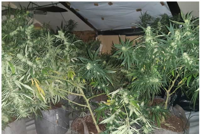 Cannabis plants have been seized in raids across Doncaster.