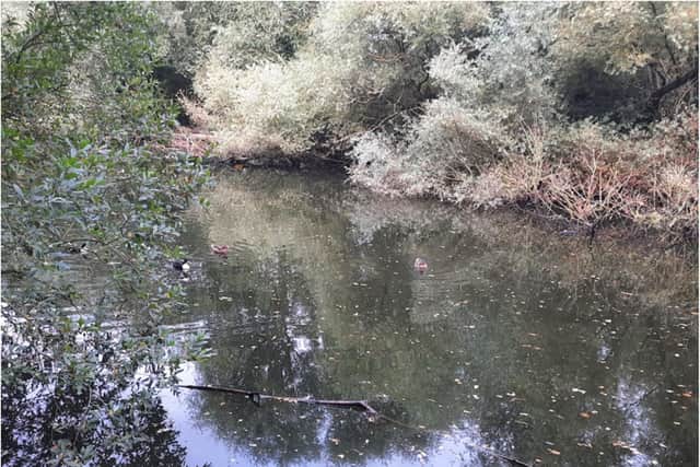 Dozens of fish died in the latest pollution incident at St Catherine's Lily Pond.