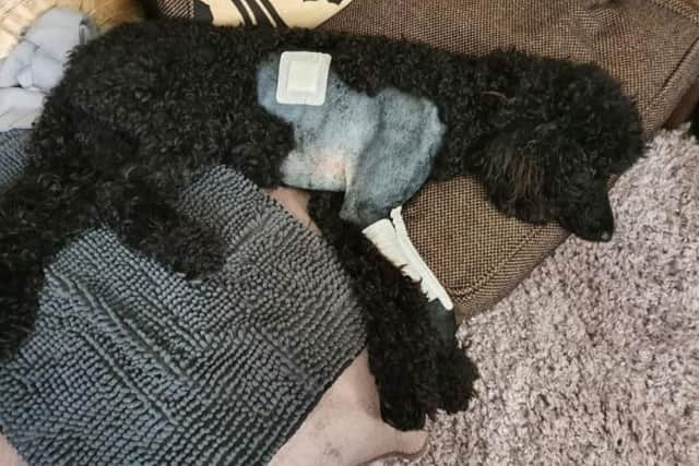 Shadow after her operation
