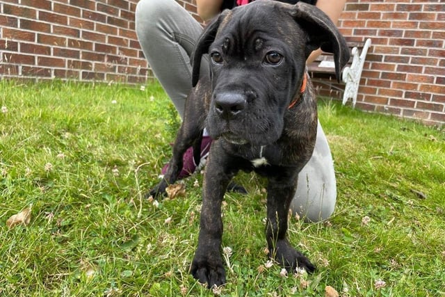 Sully - Crossbreed - 12 weeks - Male
Sully is a loving character and likes to snuggle down with his favourite people and watch the world go by. Sully is a timid boy who needs a family that will be home most of the time and understands it may take him a little while to settle in to his new home. Sully would benefit from training classes to teach him his basic commands, but most of all, he needs a dedicated owner that can help him build his confidence. He needs a home with someone who has experience with large breeds. The home needs to have no other dogs, but Sully could live with children over the age of 10.