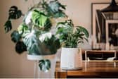 Vitesy introduces the only natural and sustainable air purifier in the market today, Natede Smart.