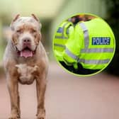 Police destroyed a "large bull type breed dog" after a man and his pet were attacked in Doncaster.
