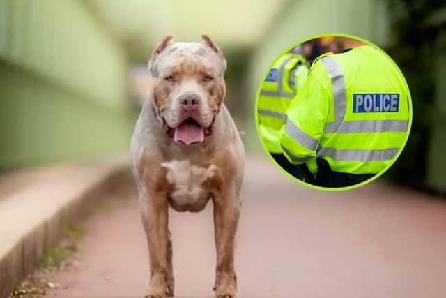 Police destroyed a "large bull type breed dog" after a man and his pet were attacked in Doncaster.
