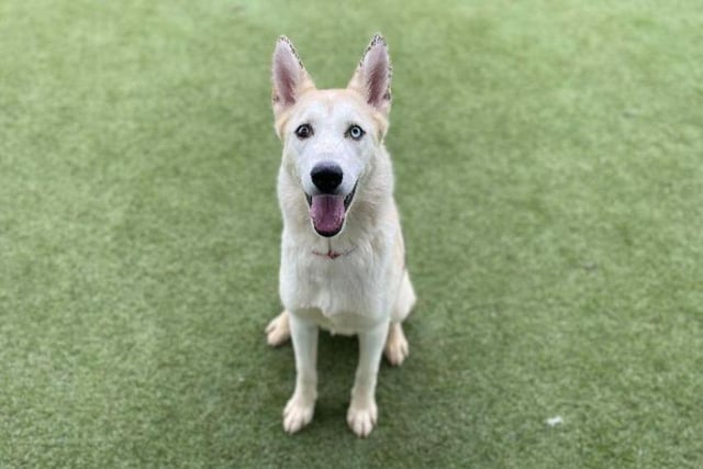Avalanche, a rambunctious one year old cross breed, will require a patient owner - but how could you say no to that face? She'll need some training - but she's nothing an experienced owner can't handle.