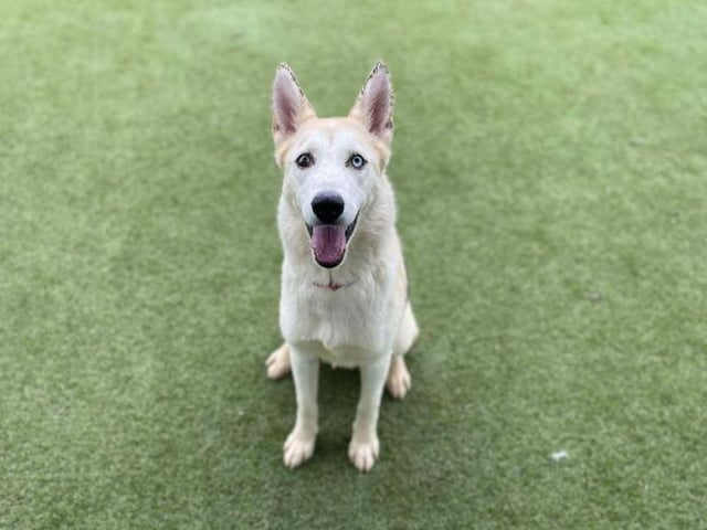 Avalanche, a rambunctious one year old cross breed, will require a patient owner - but how could you say no to that face? She'll need some training - but she's nothing an experienced owner can't handle.