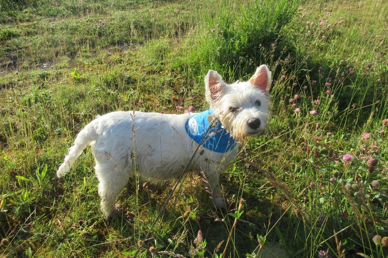 Beautiful Poppy enjoying an adventure.