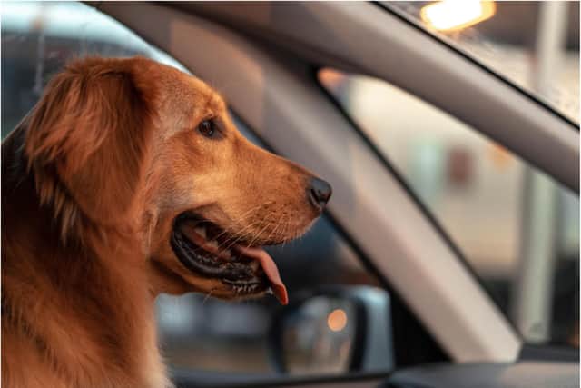Police have issued a warning about the rising number of dogs left in cars in Doncaster.