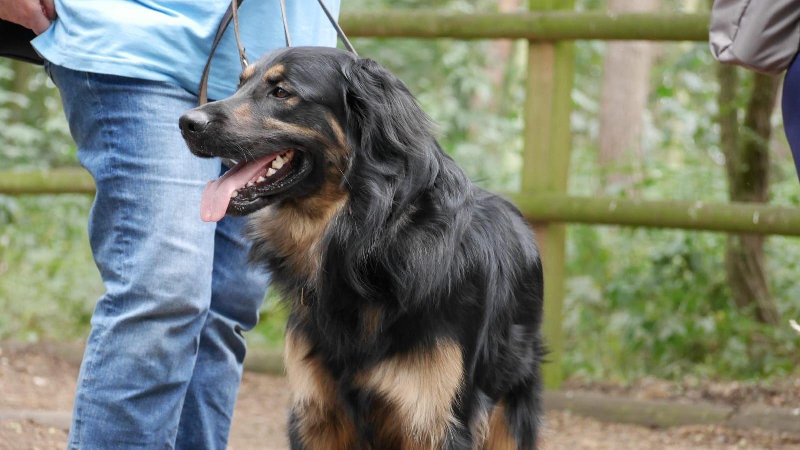 Guide dog puppy Cooper enjoys the sights and sounds of Yorkshire Wildlife Park