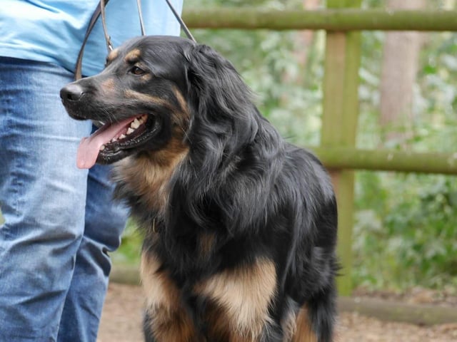 Guide dog puppy Cooper enjoys the sights and sounds of Yorkshire Wildlife Park