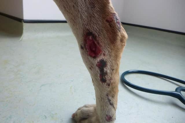 It is believed the wounds were caused by the dog being made to fight or from badger baiting