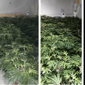 Police have seized thousands of pounds worth of cannabis plants after a raid on the former Royal Oak pub in Wombwell. PIctured are the plants