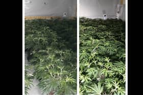 Police have seized thousands of pounds worth of cannabis plants after a raid on the former Royal Oak pub in Wombwell. PIctured are the plants