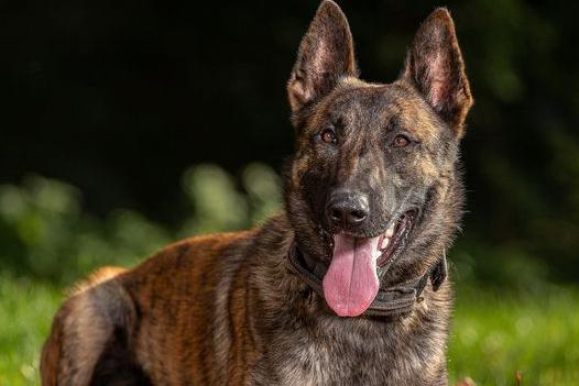 PD Koa is two years old. He is a Dutch Herder and Belgian Malinois cross and has been a ‘general purpose’ dog in Lancashire since July of this year. Koa has an excellent nose and can turn his hand to most aspects of Police Dog work. He’s a playful character who has undertaken some fantastic work and is an asset to the force.