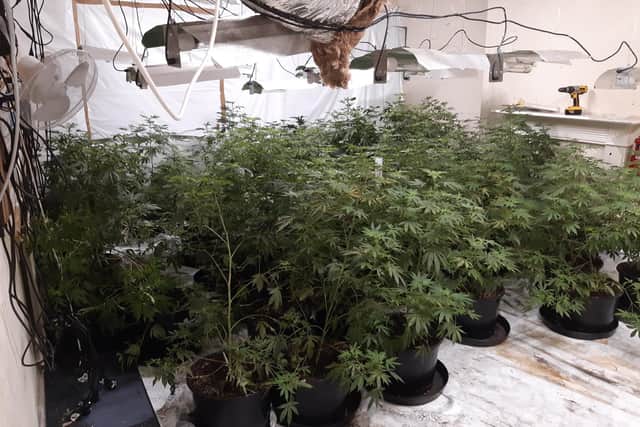 Just some of the plants that were discovered