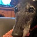 The hunt is on to find missing Doncaster dog Millie.